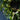 Star string lights woven through a green wreath with a white bow