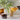 Nitro coffee, iced coffee and cocktail glasses with a Nitropress glass in front
