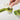 Joseph Joseph Helix Garlic Press - In Use
