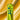 The Plunger