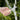 Bird Garden Saw