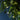 Talking Tables gilded star string lights glowing among evergreen foliage