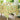 April Cornell Andaman Tablecloth 60x90 in Yellow — hero shot