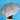 Teckel Umbrella
