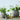 Wool Flower Pot