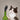 Real cat looking at the Stop Kitty stopper on a wine bottle