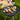 Bamboo Double Skewer