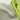 Goldilocks Tri-Ply clad fry pan by GOLIDILOCKS, showing a stainless steel cooking surface and sturdy handle.
