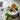 OXO Salad Spinner with a clear plastic bowl and spinning mechanism for drying fresh salad greens.